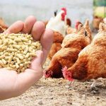 Фразеологізм кури не клюють: значення, походження, синоніми та антоніми