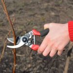 Коли обрізати малину і на якій висоті: детальна інструкція